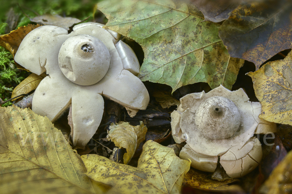 Halskrausenerdstern (Geastrum triplex)