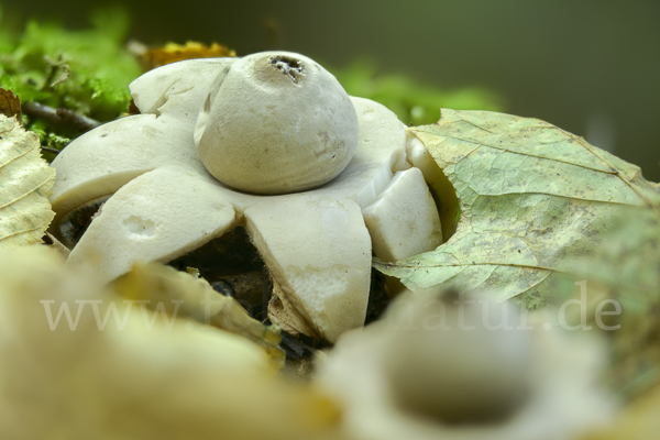 Halskrausenerdstern (Geastrum triplex)