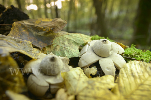 Halskrausenerdstern (Geastrum triplex)