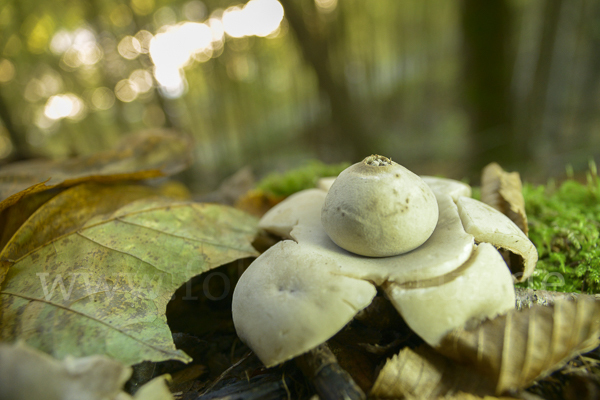 Halskrausenerdstern (Geastrum triplex)