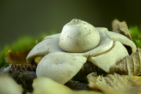 Halskrausenerdstern (Geastrum triplex)