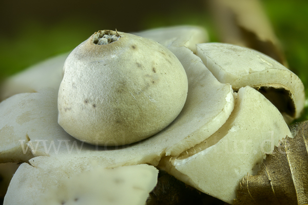 Halskrausenerdstern (Geastrum triplex)