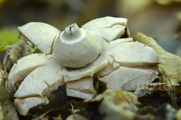 Halskrausenerdstern (Geastrum triplex)