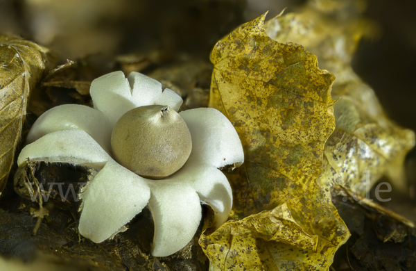 Halskrausenerdstern (Geastrum triplex)