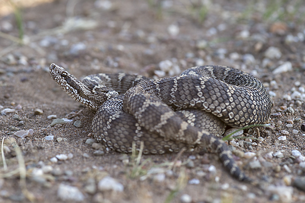 Halysotter (Gloydius halys)