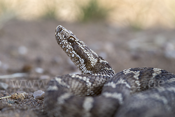 Halysotter (Gloydius halys)