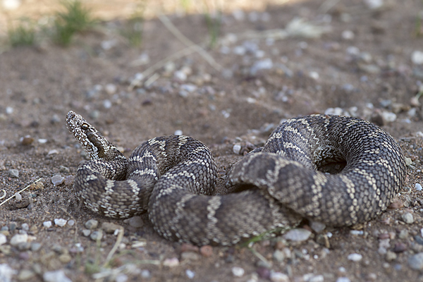 Halysotter (Gloydius halys)