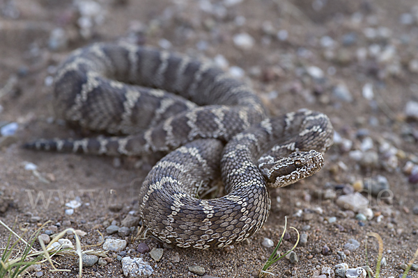 Halysotter (Gloydius halys)