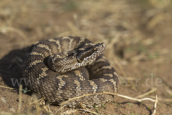 Halysotter (Gloydius halys)