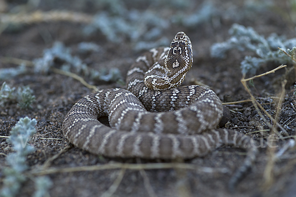 Halysotter (Gloydius halys)