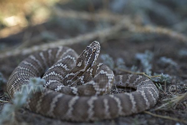 Halysotter (Gloydius halys)