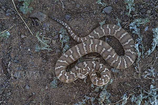 Halysotter (Gloydius halys)