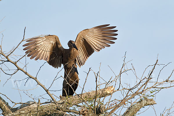 Hammerkopf (Scopus umbretta)