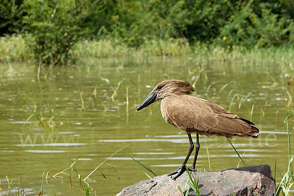 Hammerkopf (Scopus umbretta)