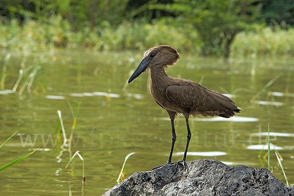 Hammerkopf (Scopus umbretta)