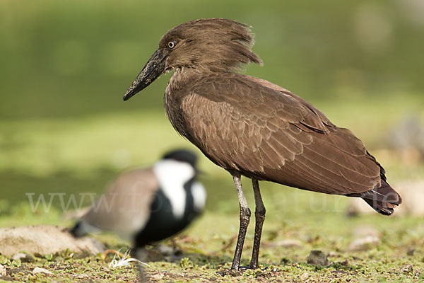 Hammerkopf (Scopus umbretta)