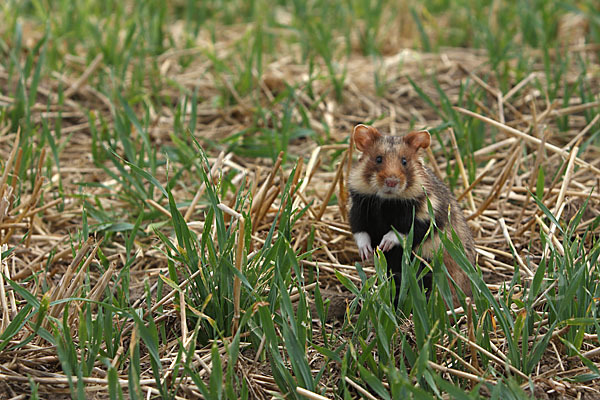 Hamster (Cricetus cricetus)