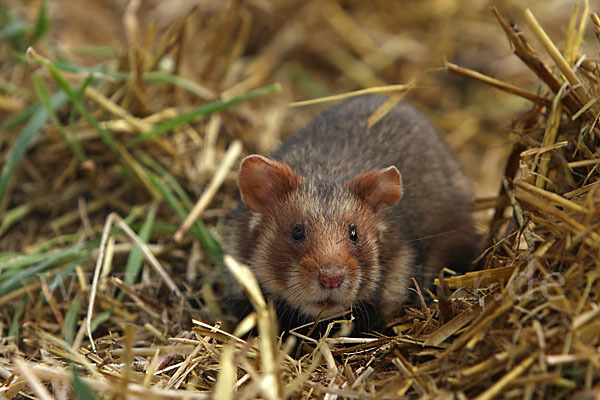 Hamster (Cricetus cricetus)