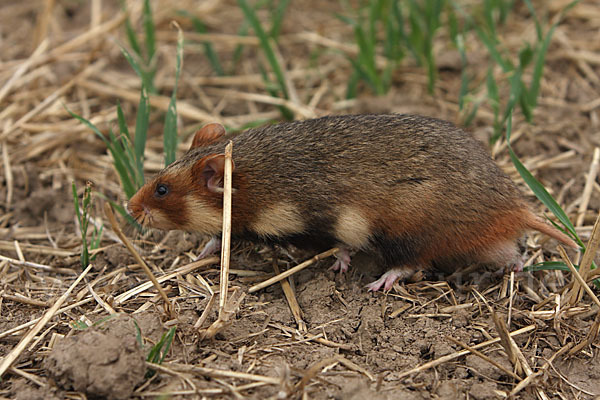 Hamster (Cricetus cricetus)