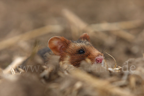 Hamster (Cricetus cricetus)