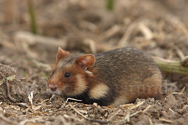 Hamster (Cricetus cricetus)