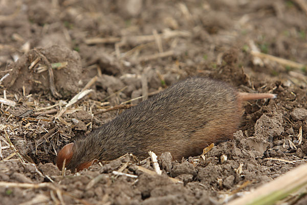 Hamster (Cricetus cricetus)