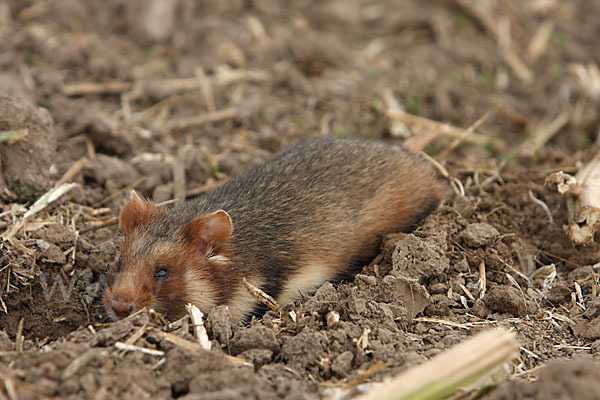 Hamster (Cricetus cricetus)