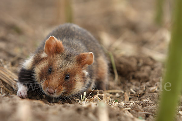 Hamster (Cricetus cricetus)