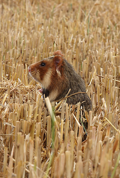 Hamster (Cricetus cricetus)