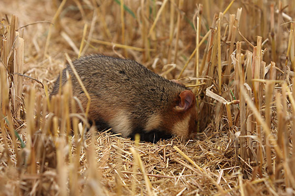 Hamster (Cricetus cricetus)