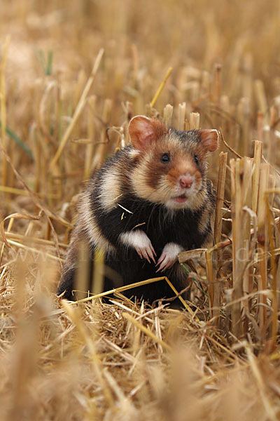 Hamster (Cricetus cricetus)