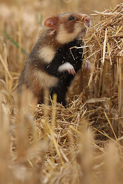 Hamster (Cricetus cricetus)