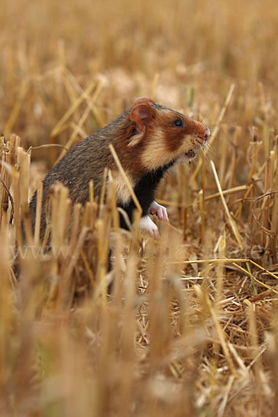 Hamster (Cricetus cricetus)