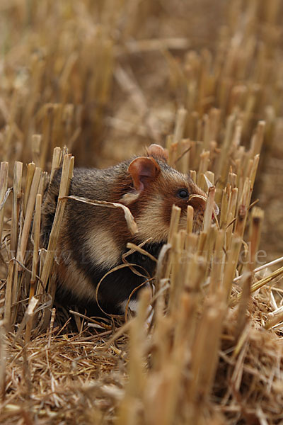 Hamster (Cricetus cricetus)