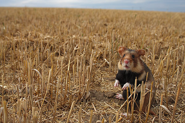 Hamster (Cricetus cricetus)