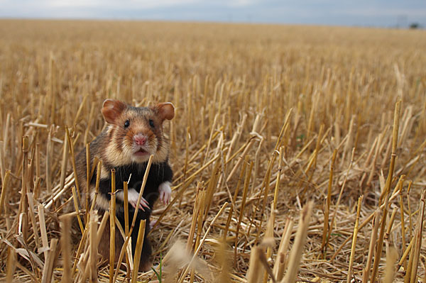 Hamster (Cricetus cricetus)