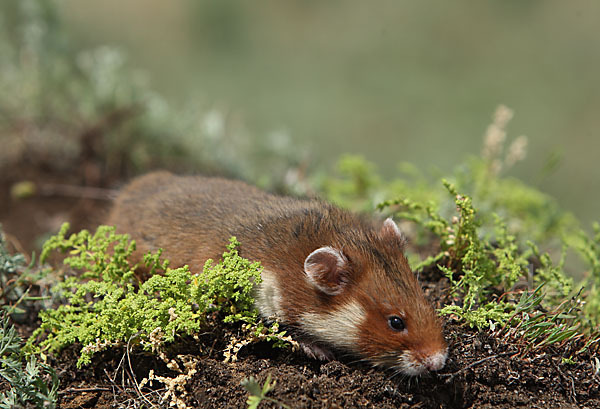 Hamster (Cricetus cricetus)