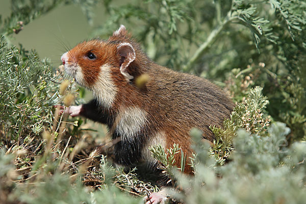 Hamster (Cricetus cricetus)