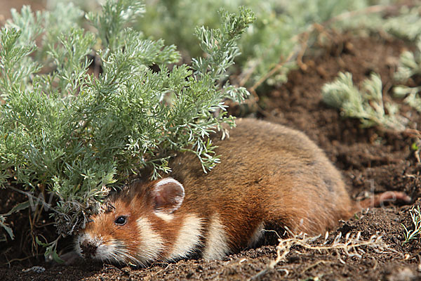 Hamster (Cricetus cricetus)