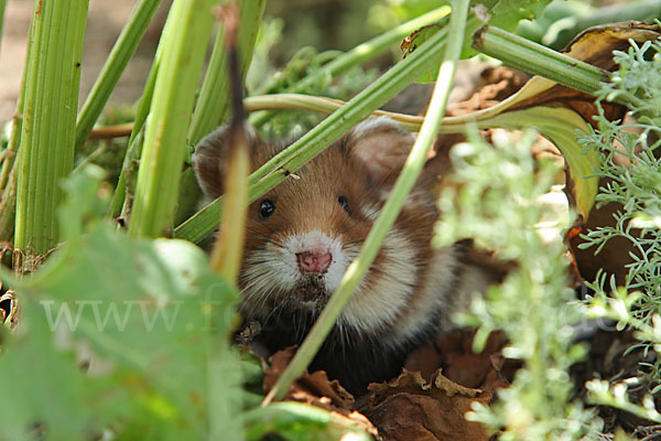 Hamster (Cricetus cricetus)