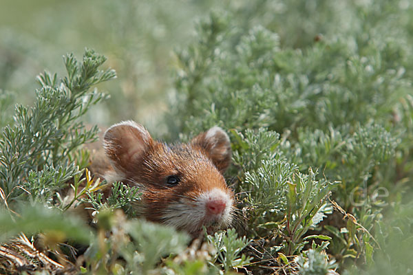 Hamster (Cricetus cricetus)