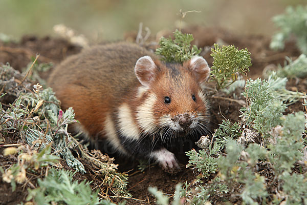 Hamster (Cricetus cricetus)