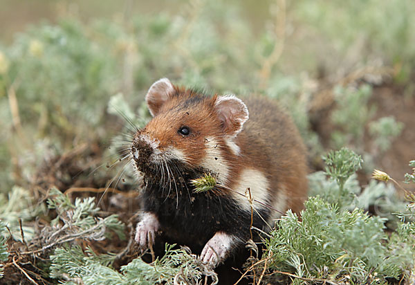 Hamster (Cricetus cricetus)