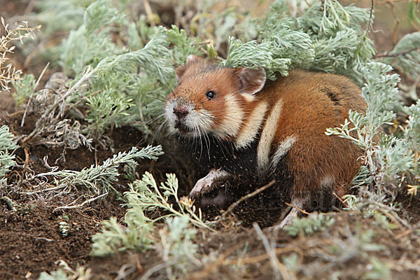 Hamster (Cricetus cricetus)