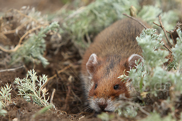 Hamster (Cricetus cricetus)