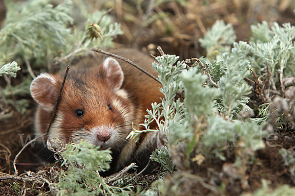 Hamster (Cricetus cricetus)