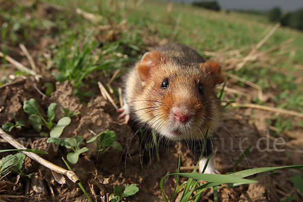 Hamster (Cricetus cricetus)