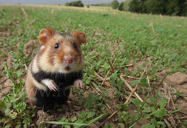 Hamster (Cricetus cricetus)