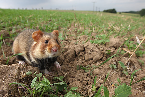 Hamster (Cricetus cricetus)