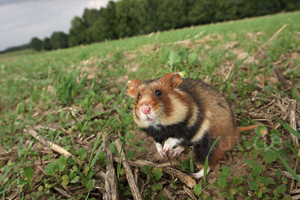 Hamster (Cricetus cricetus)